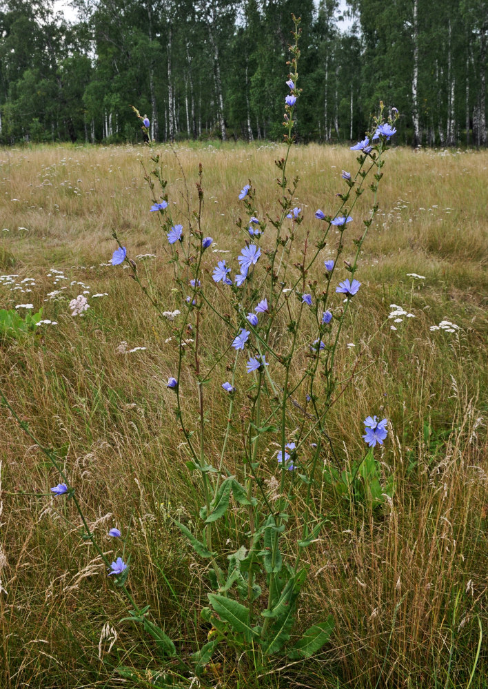 Image of Cichorium intybus specimen.