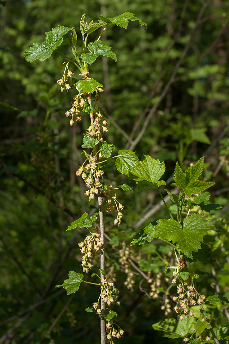 Image of Ribes nigrum specimen.