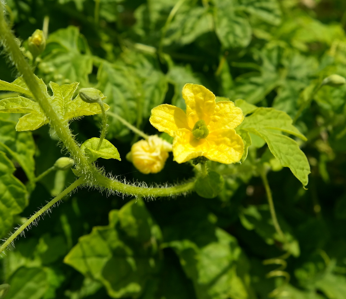 Image of Momordica charantia specimen.