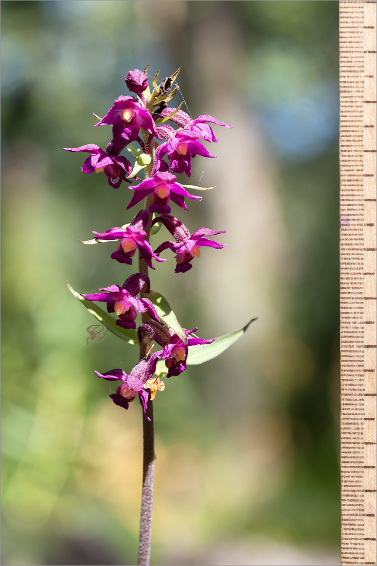 Image of Epipactis atrorubens specimen.