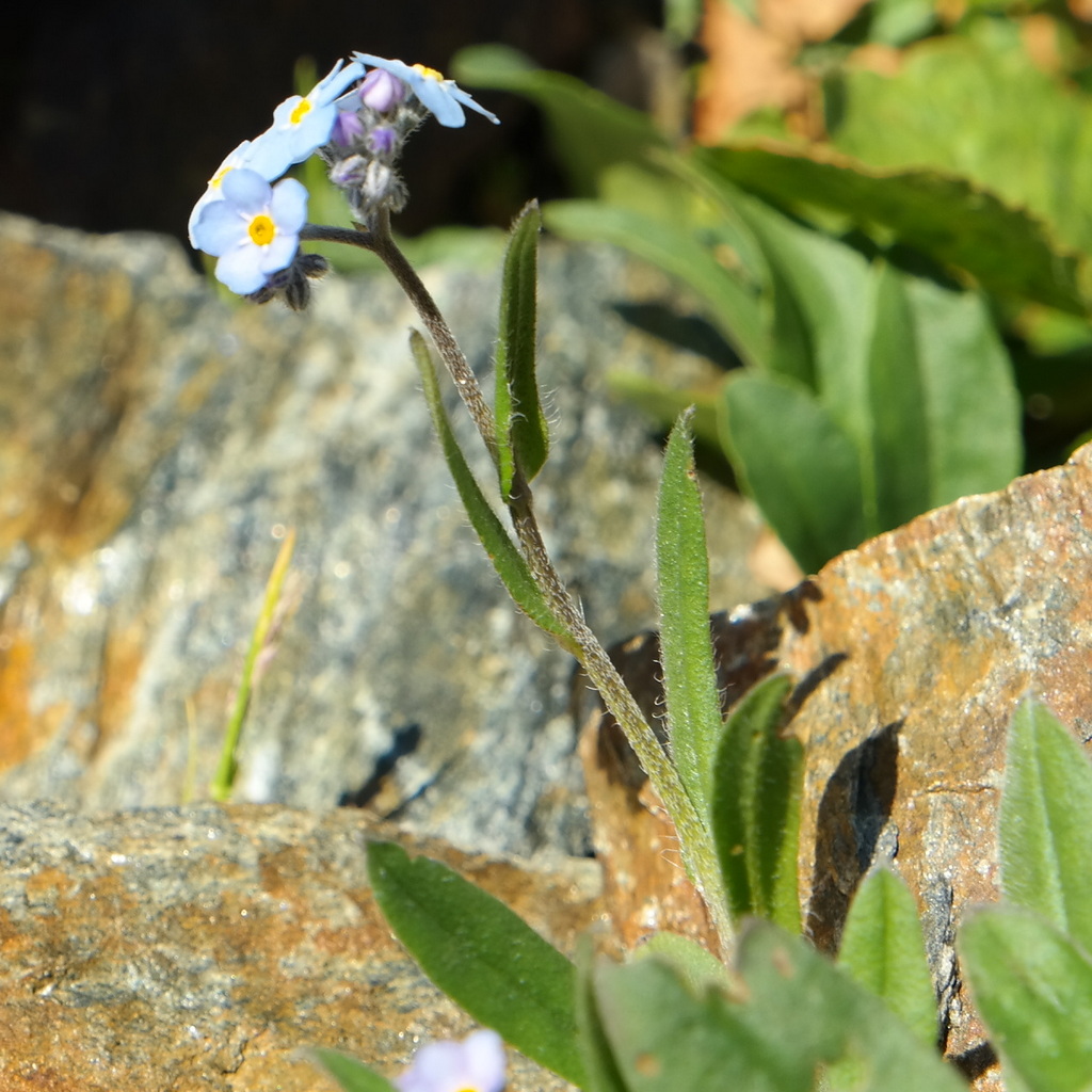 Изображение особи Myosotis alpestris.