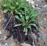 Taraxacum aphrogenes. Вегетирующее растение. Республика Кипр, п-ов Акама, Бани Афродиты (Λουτρά της Αφροδίτης, χερσόνησος Ακάμα), вертикальная стена скалы, берег моря. 17.11.2019.