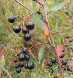 Aronia melanocarpa