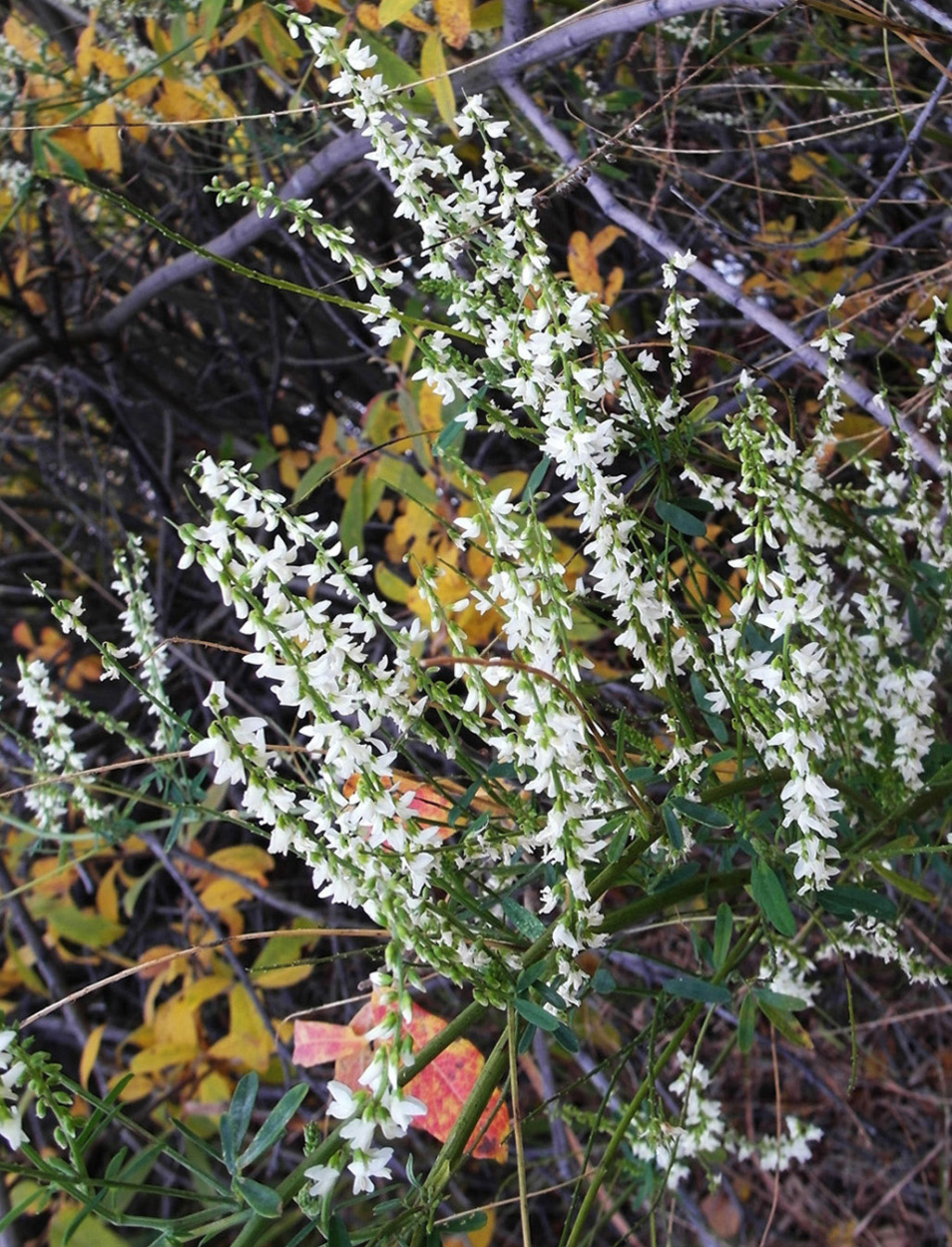 Изображение особи Melilotus albus.