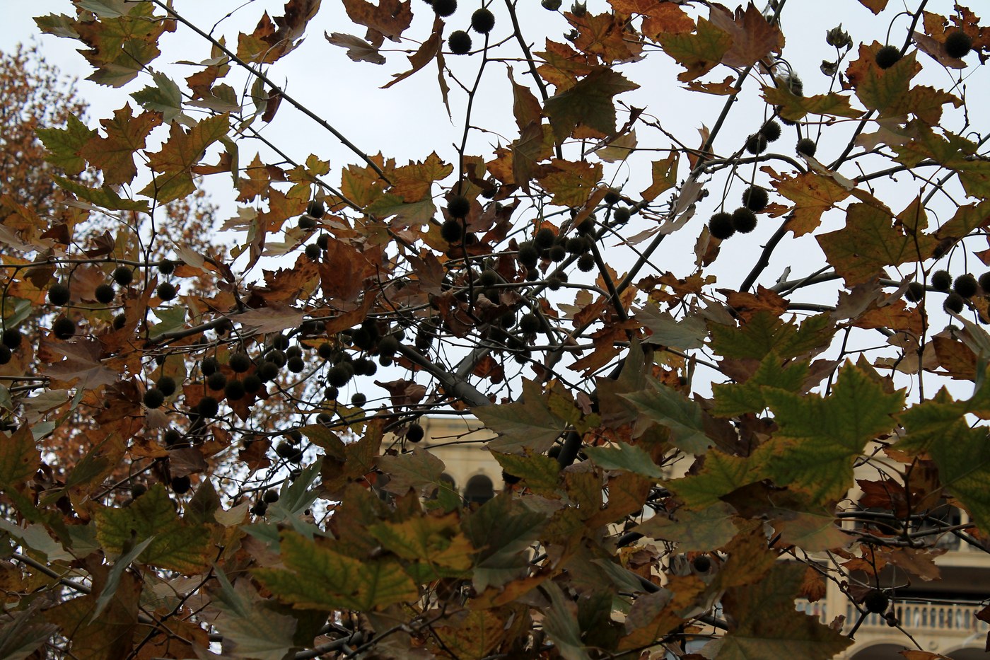 Image of Platanus &times; acerifolia specimen.