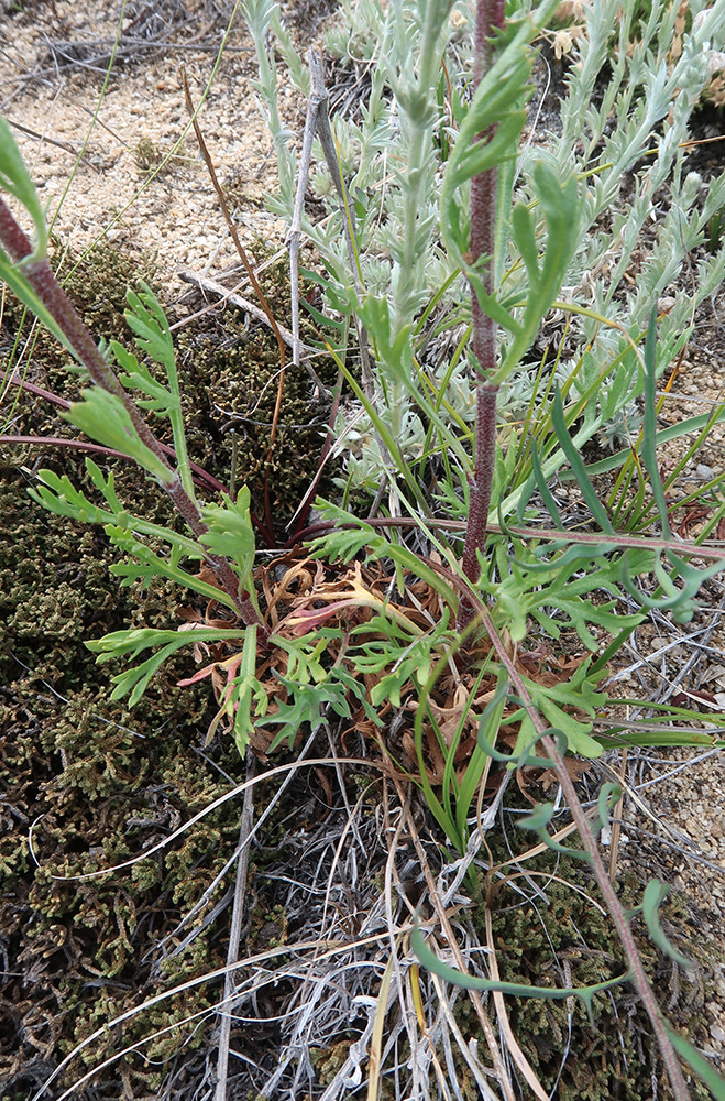 Image of Chrysanthemum zawadskii specimen.