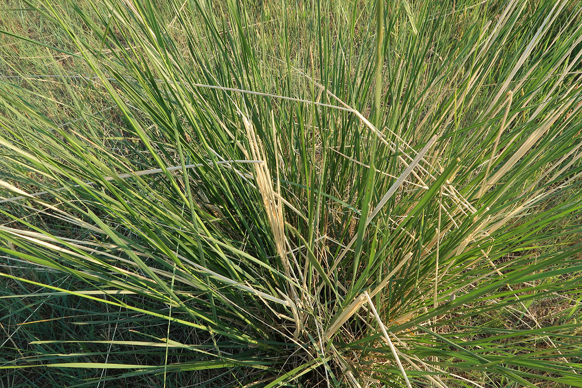 Image of Neotrinia splendens specimen.