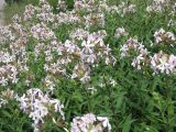 Saponaria officinalis