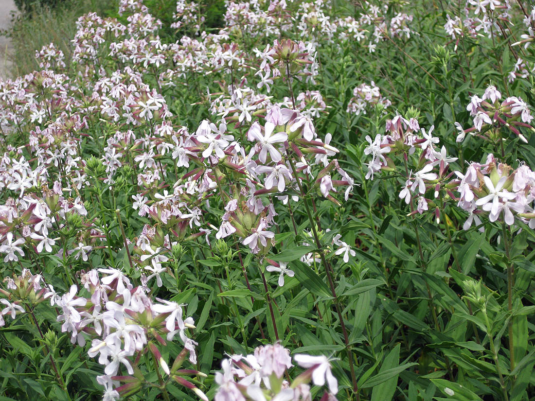 Image of Saponaria officinalis specimen.