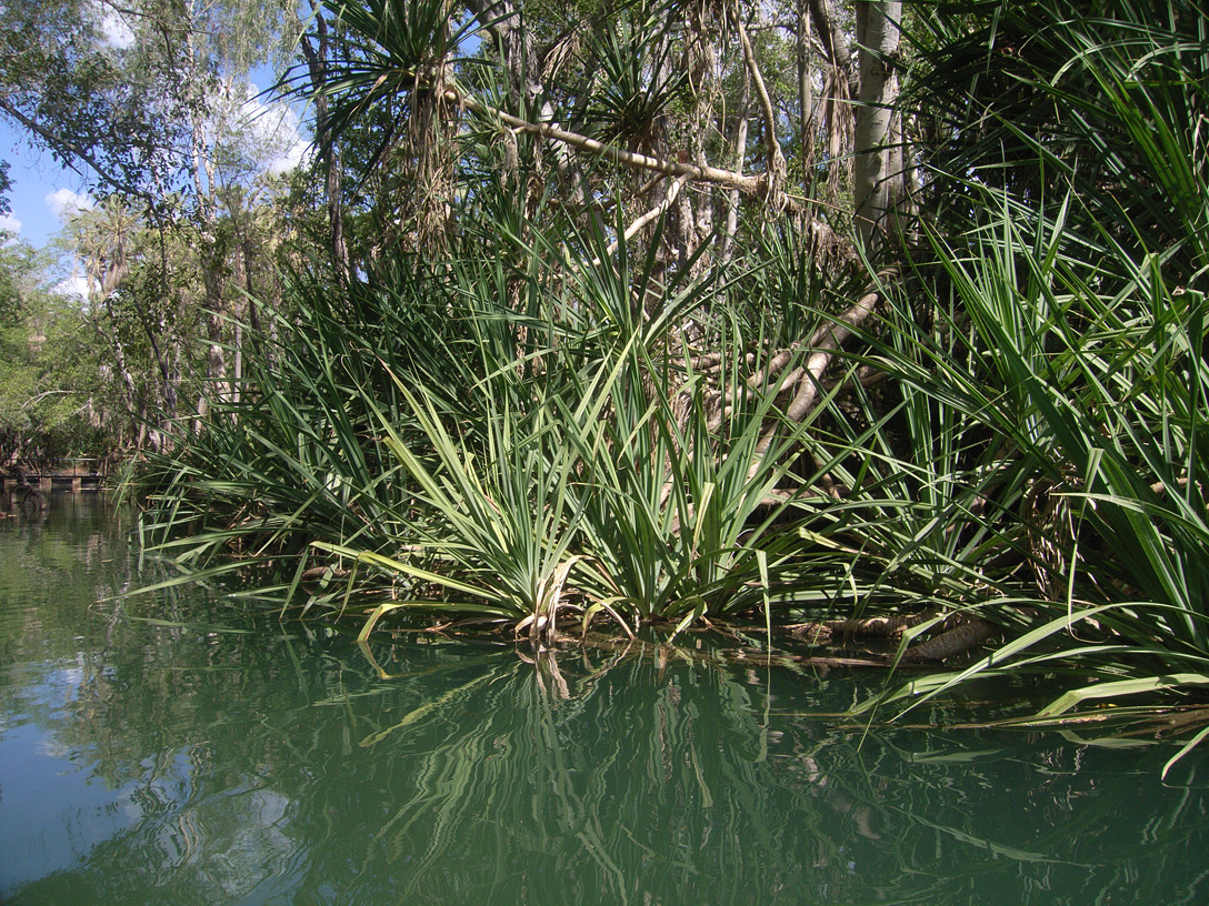 Image of genus Pandanus specimen.