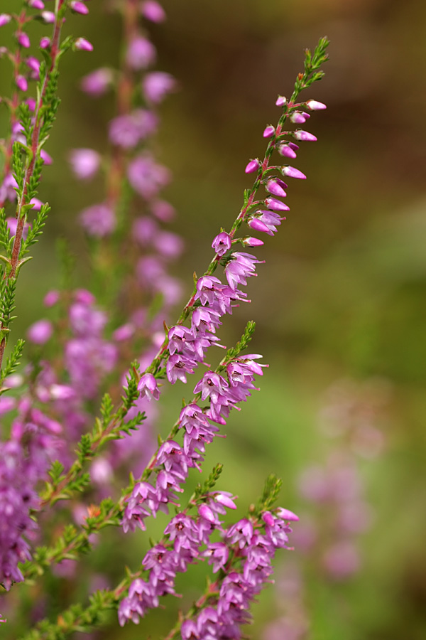 Image of Calluna vulgaris specimen.