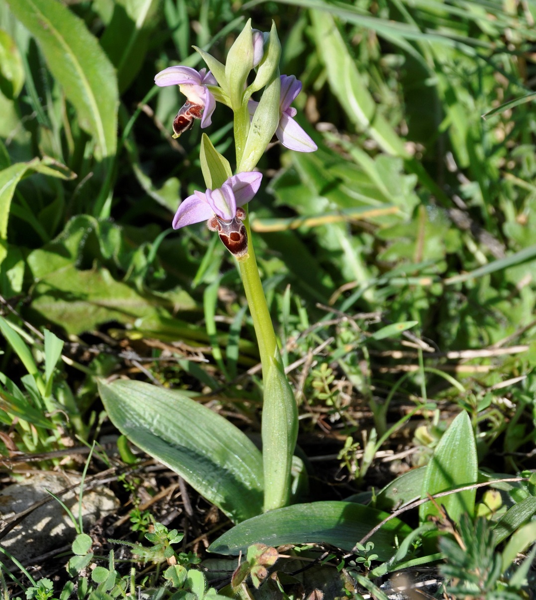 Изображение особи Ophrys lapethica.
