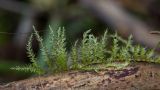 Bryopsida