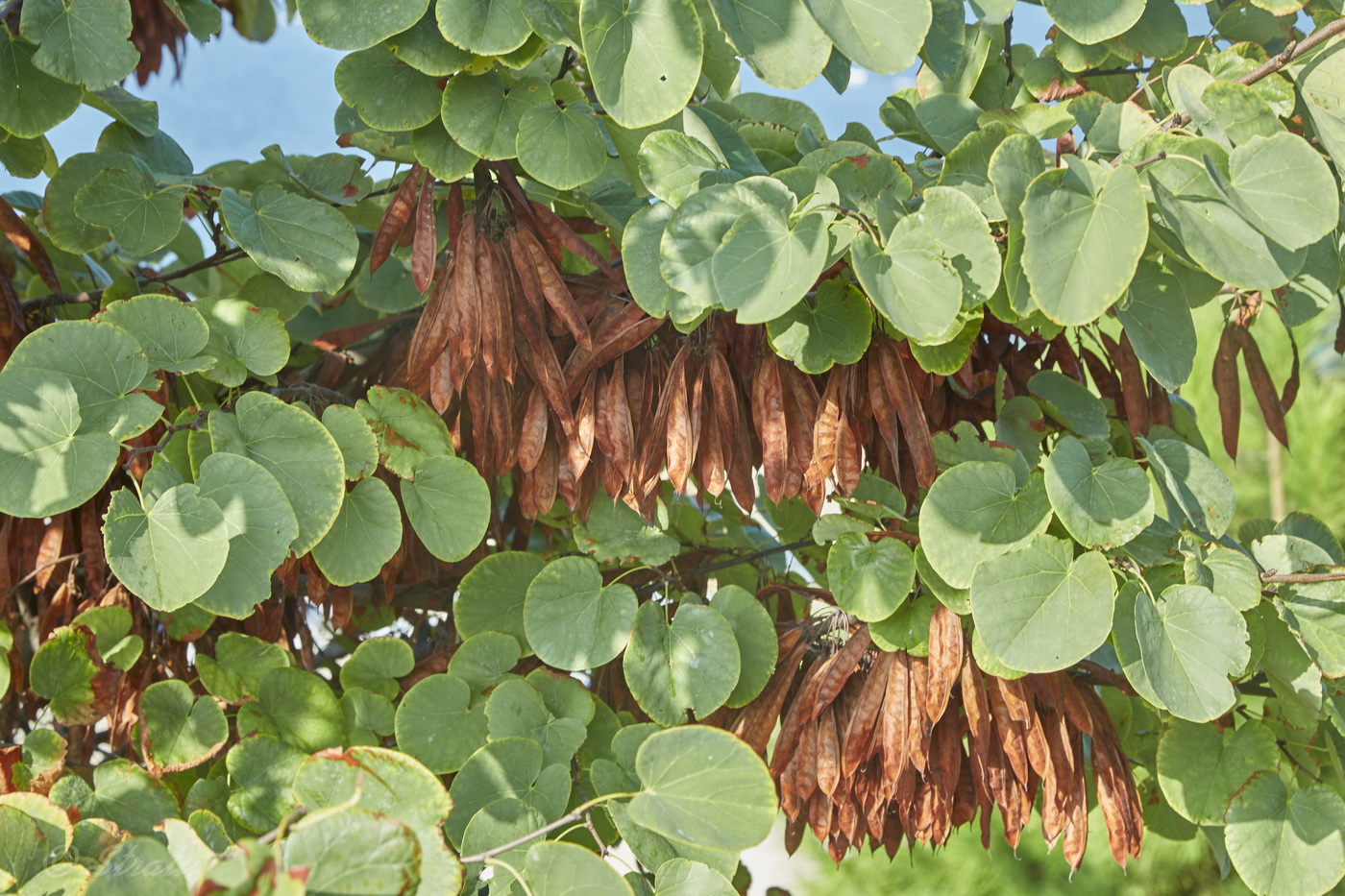 Image of Cercis siliquastrum specimen.