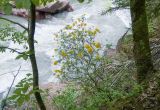 Rhododendron luteum