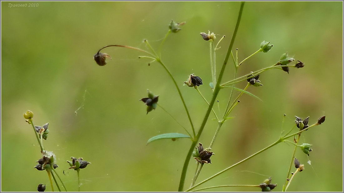 Image of Thalictrum flavum specimen.