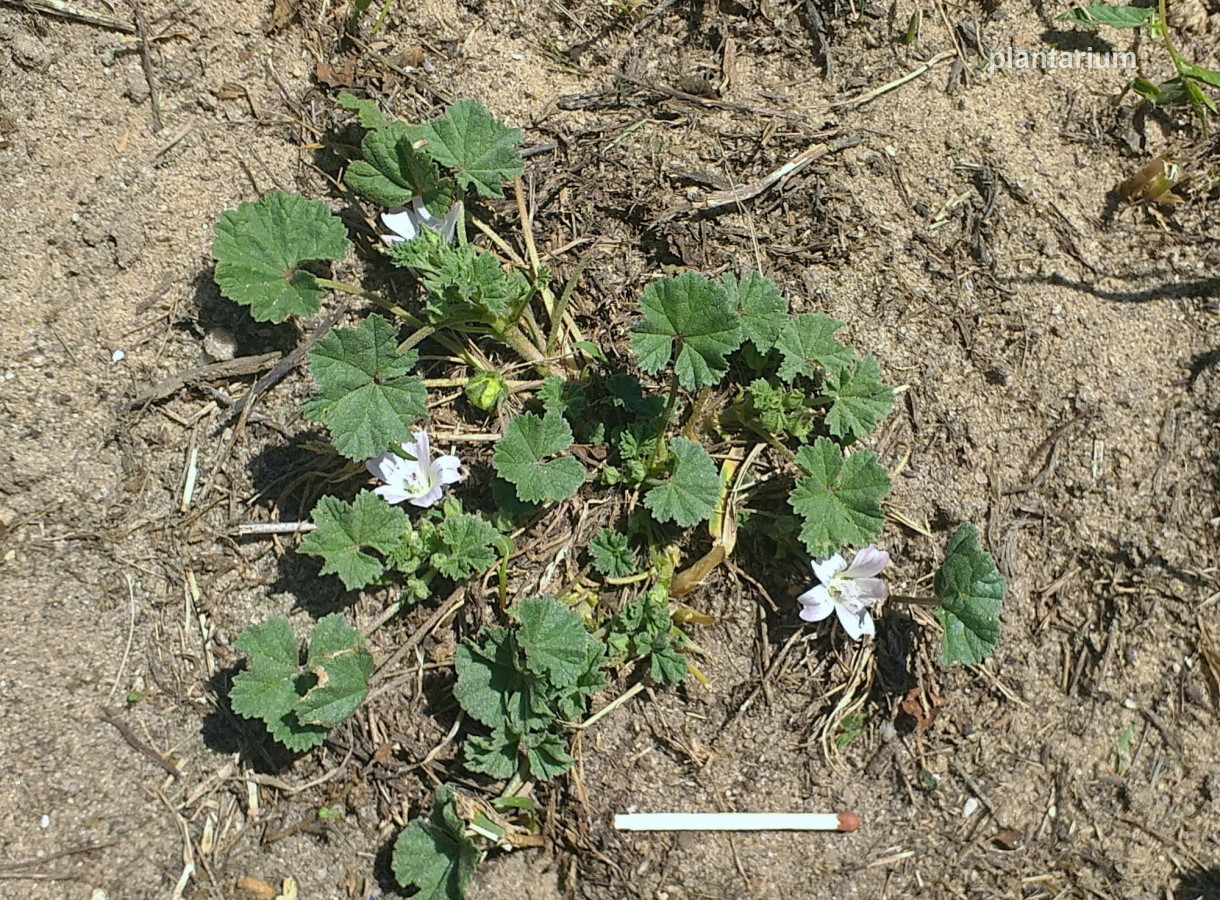 Image of Malva neglecta specimen.