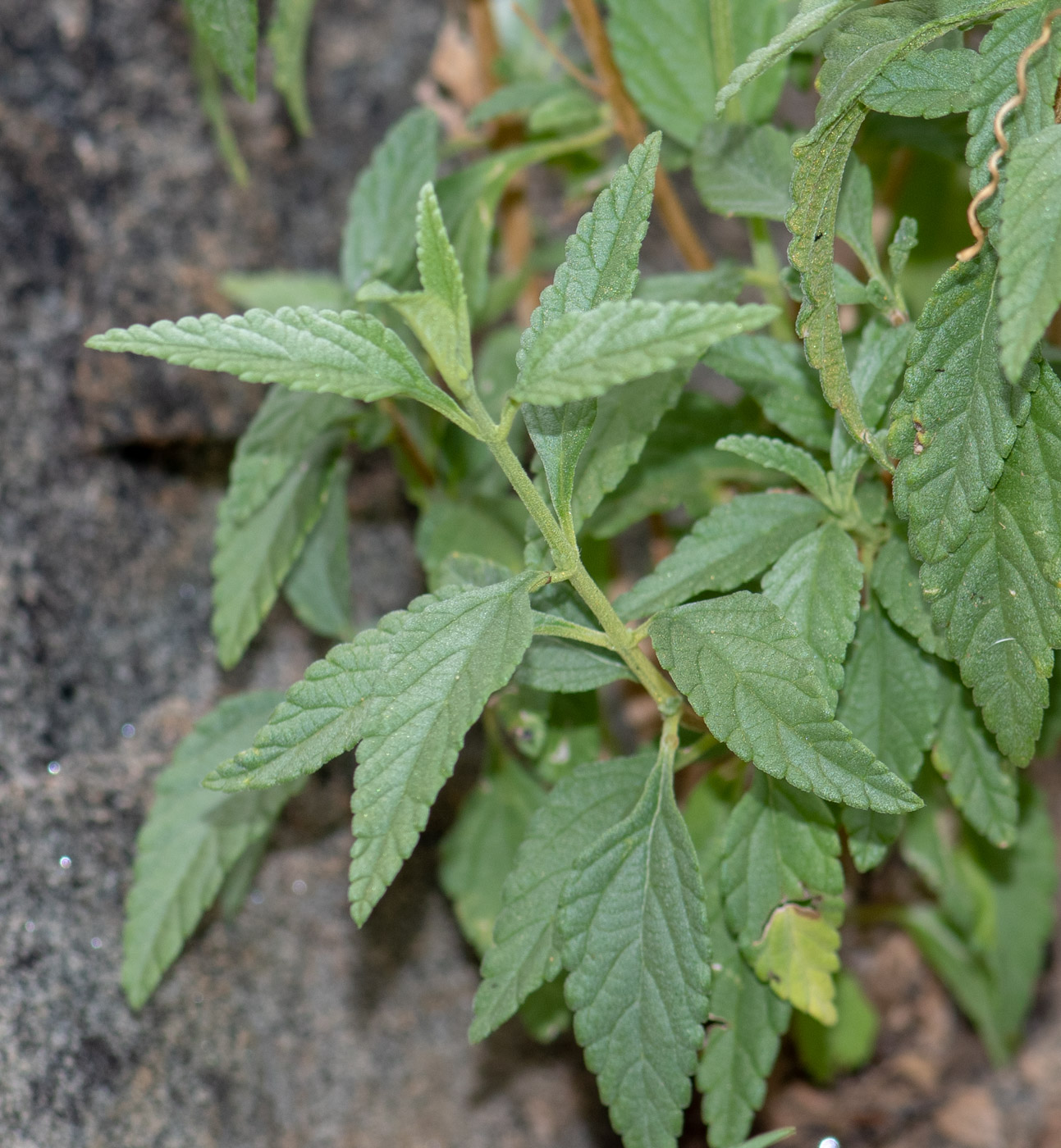 Изображение особи Lantana dinteri.