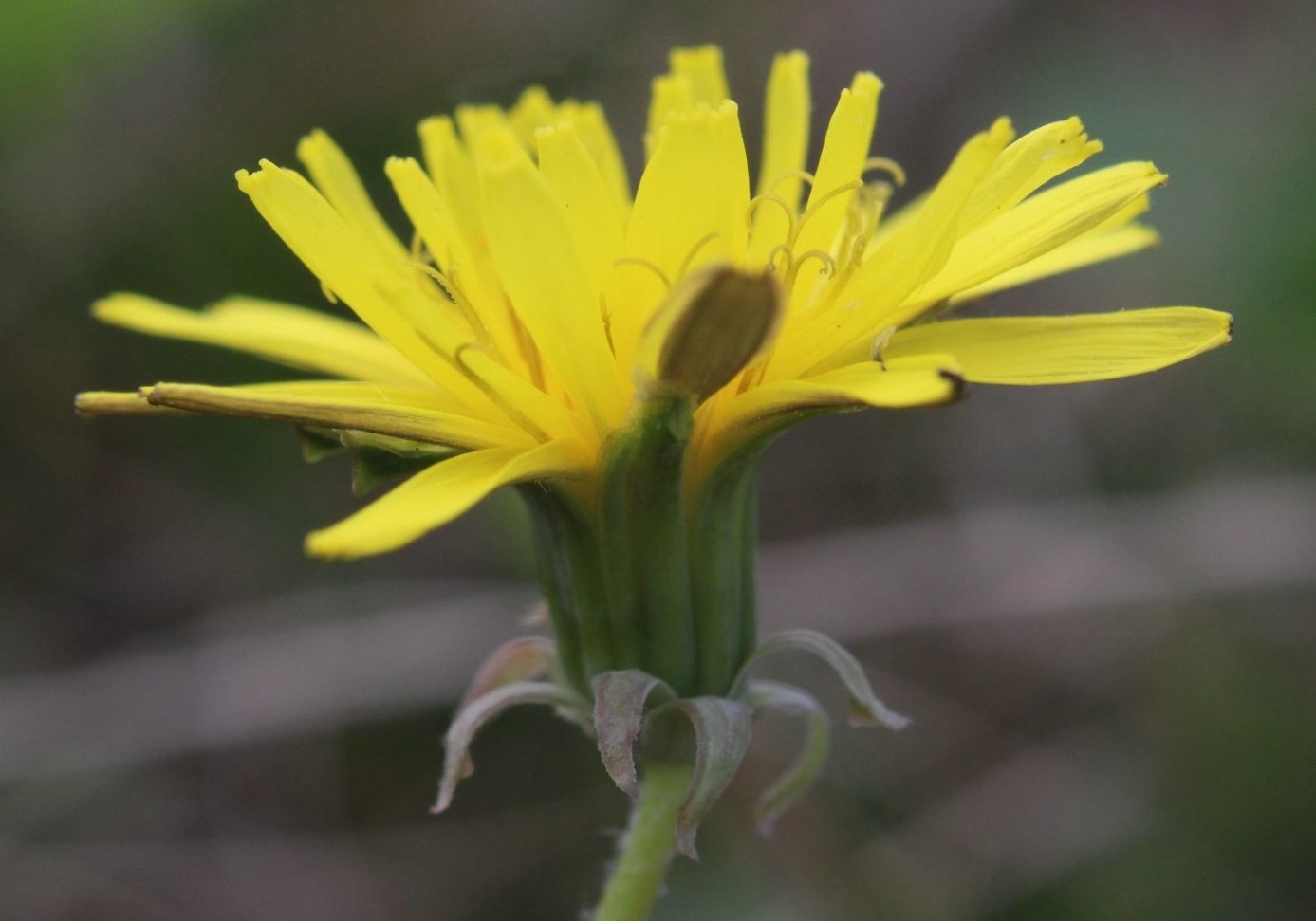 Изображение особи Taraxacum proximum.