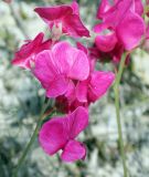 Lathyrus tuberosus