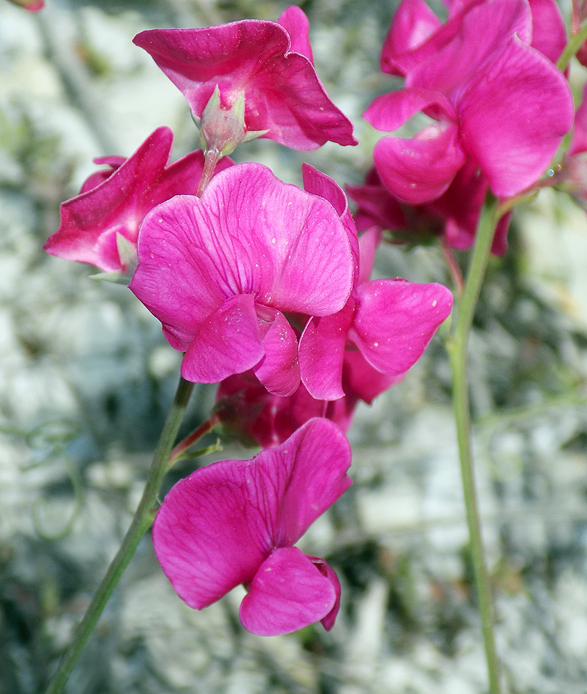 Image of Lathyrus tuberosus specimen.