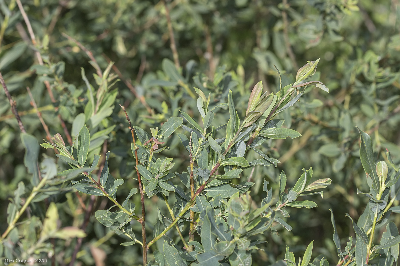 Image of Salix purpurea specimen.