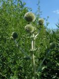 Echinops sphaerocephalus. Верхушка растения с формирующимися соцветиями. Украина, г. Запорожье, балка между Космическим мкрн. и Опытной станцией, влажная низина, разнотравье. 27.06.2020.