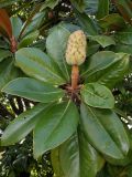 Magnolia grandiflora