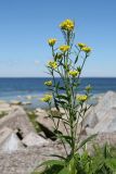 Erysimum hieraciifolium. Верхушка цветущего растения. Ленинградская обл., Ломоносовский р-н, окр. Шепелёвского маяка, прожекторная станция; п-ов Каравалдай, берег Финского залива, искусственная земляная насыпь над бетонными укреплениями. 12.06.2020.