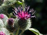 Arctium tomentosum. Соцветие. Донецк, пустырь. 21.07.2020.