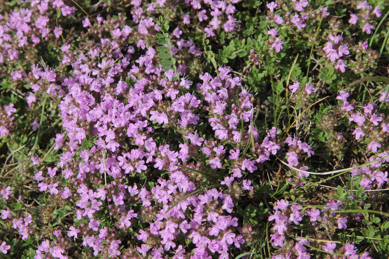 Изображение особи род Thymus.