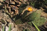 genus Opuntia