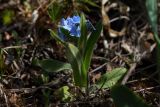 Myosotis imitata