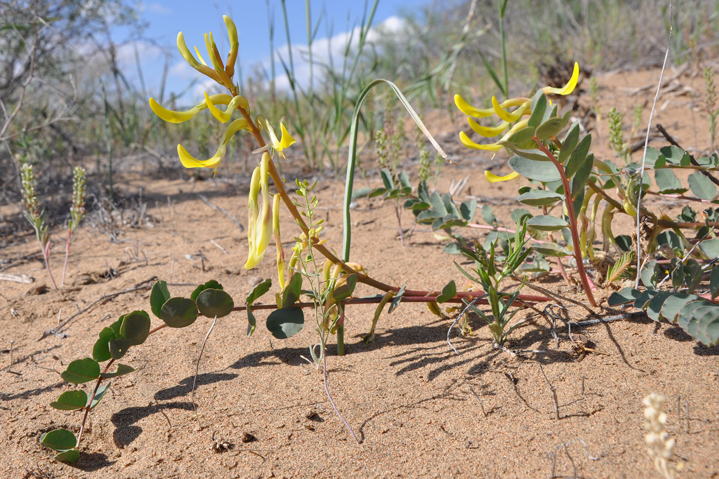 Image of Astragalus flexus specimen.