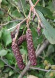 Alnus incana