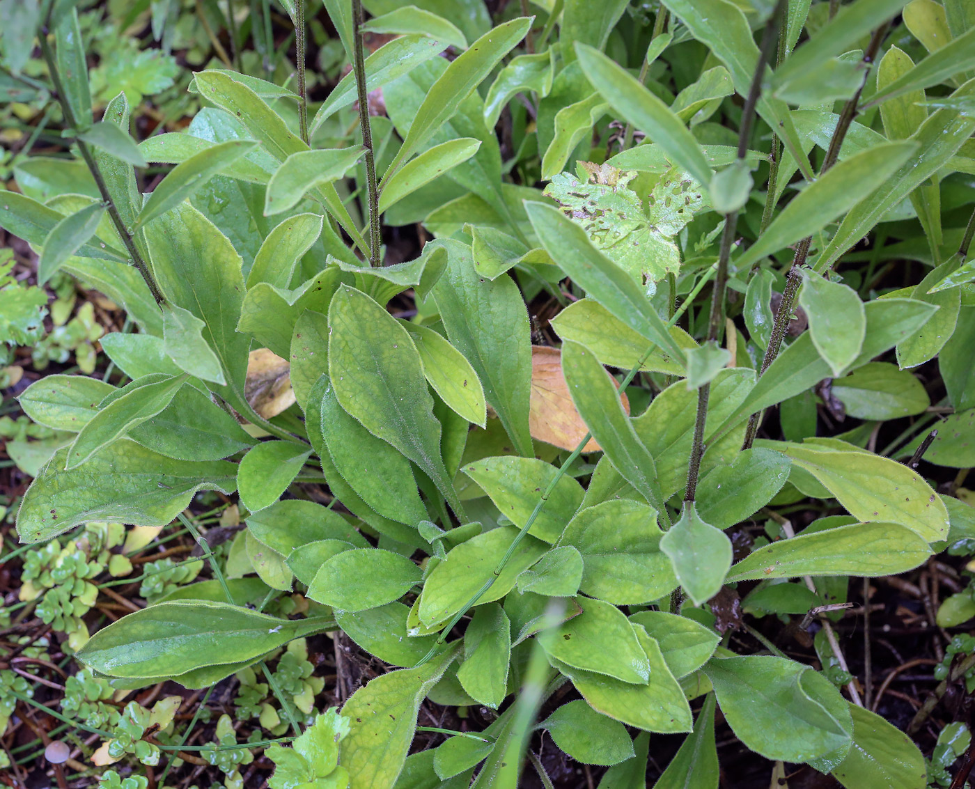 Image of genus Aster specimen.