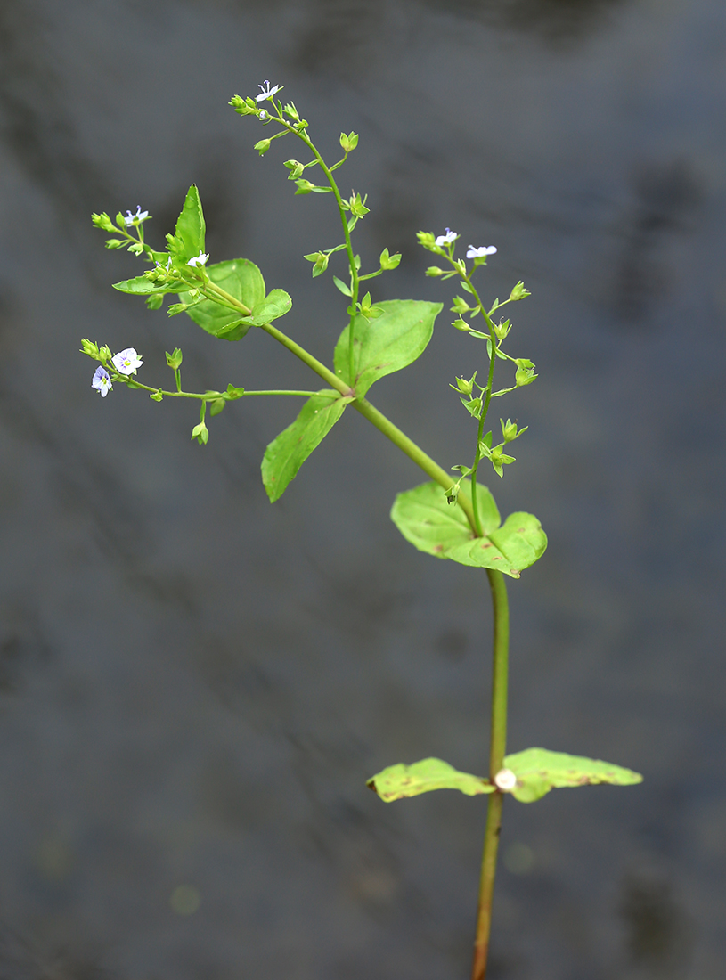 Image of Veronica anagallis-aquatica specimen.