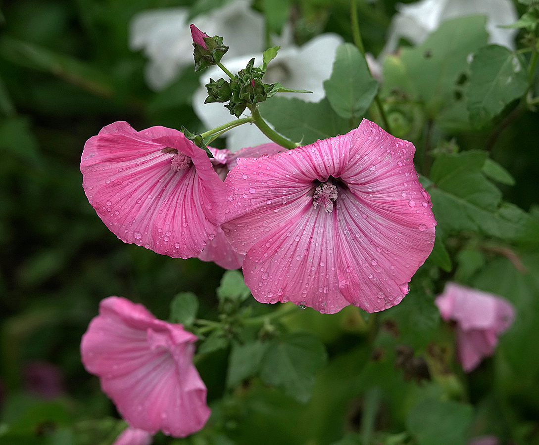 Image of Malva trimestris specimen.