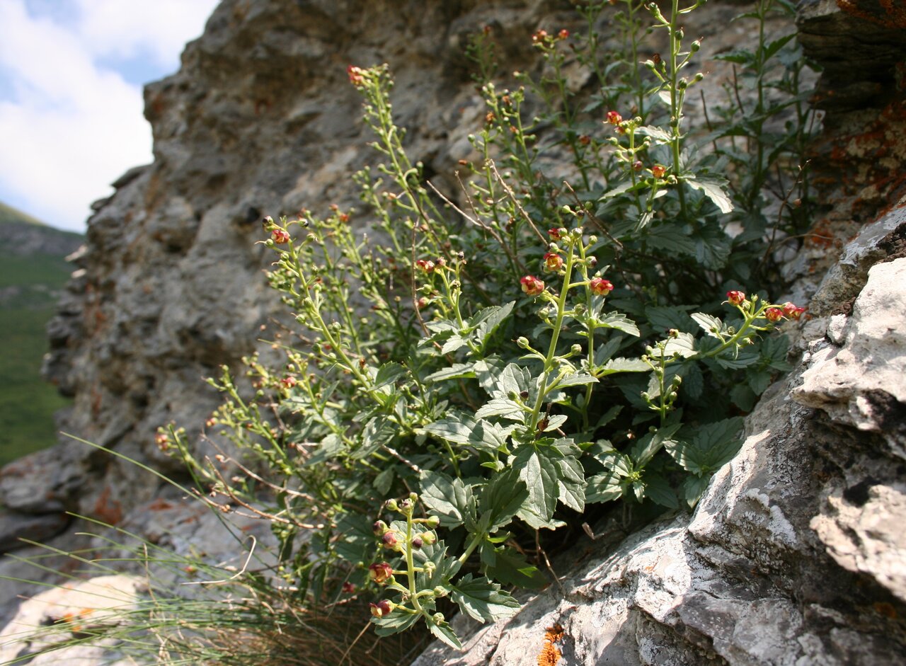 Изображение особи Scrophularia bulgarica.