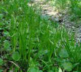 Carex arnellii