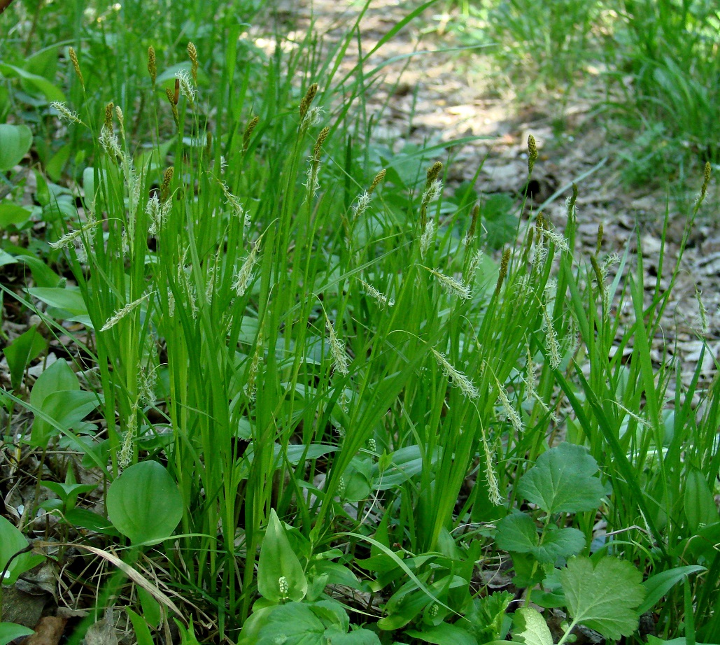 Изображение особи Carex arnellii.