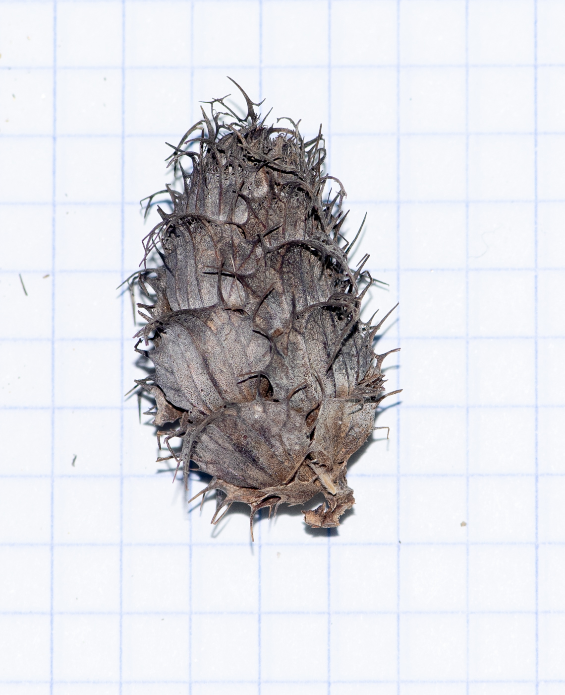 Image of Blepharis grossa specimen.