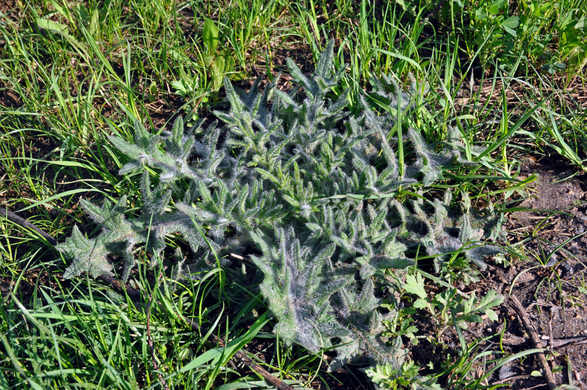Image of Cirsium vulgare specimen.