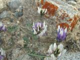 Astragalus captiosus