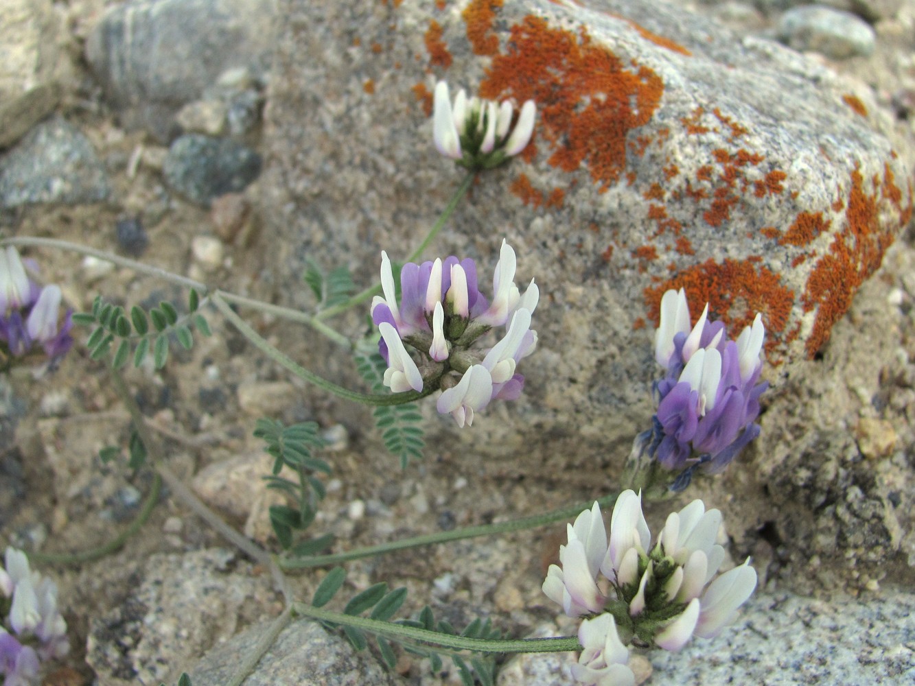 Изображение особи Astragalus captiosus.