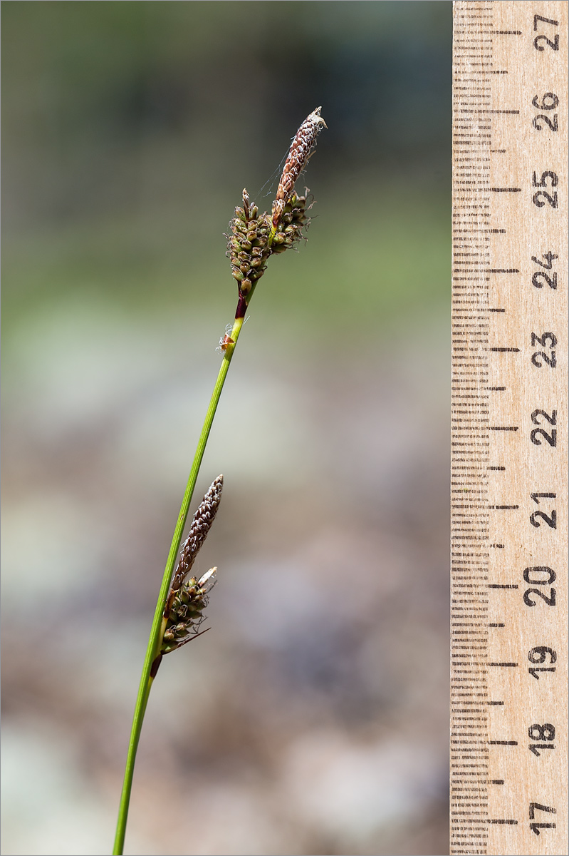 Изображение особи Carex ericetorum.