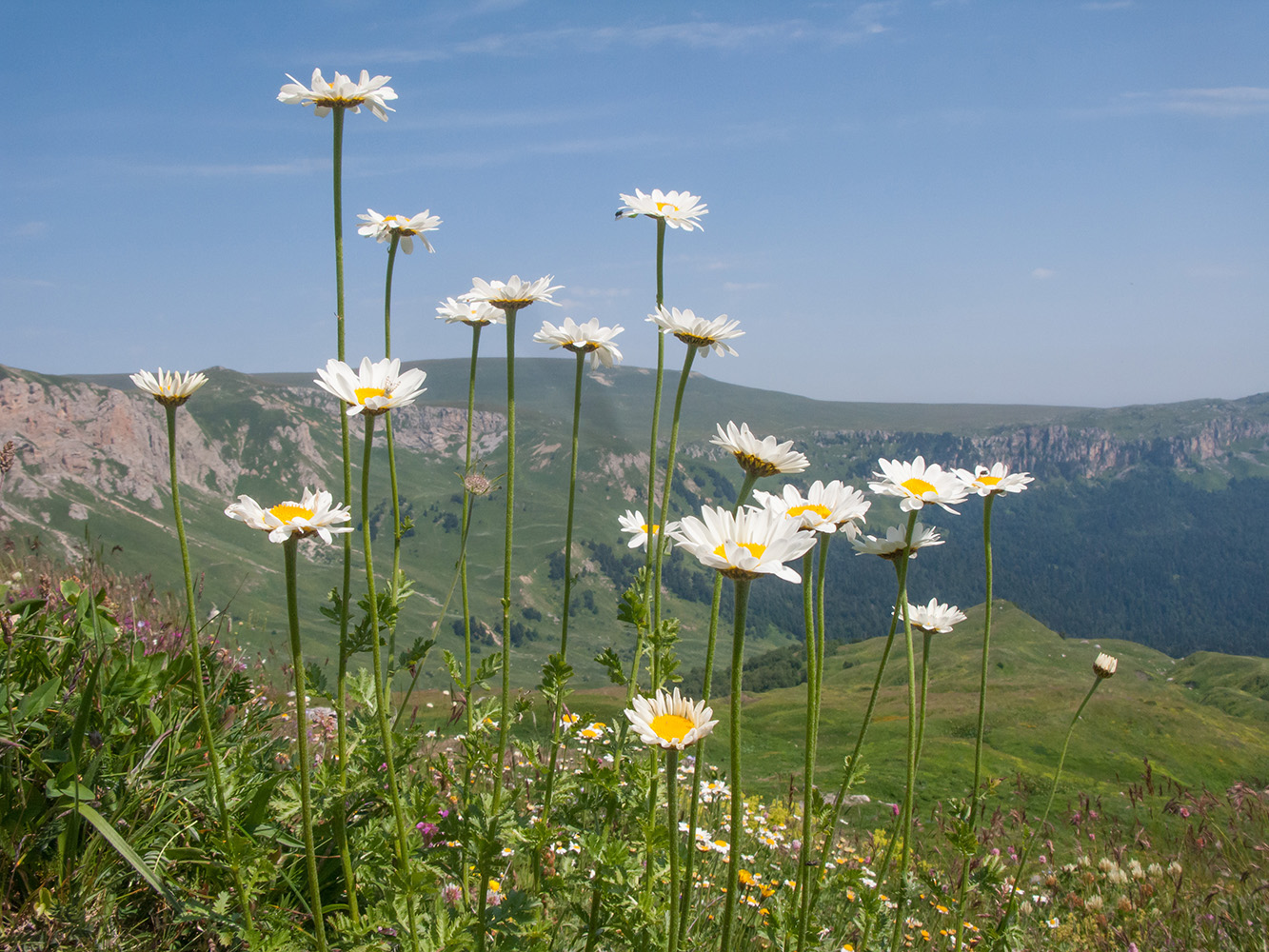 Изображение особи Anthemis melanoloma.