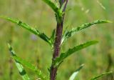 Carlina biebersteinii. Часть побега. Тульская обл., Плавский р-н, окр. пос. Молочные Дворы, балка, суходольный луг. 03.07.2013.