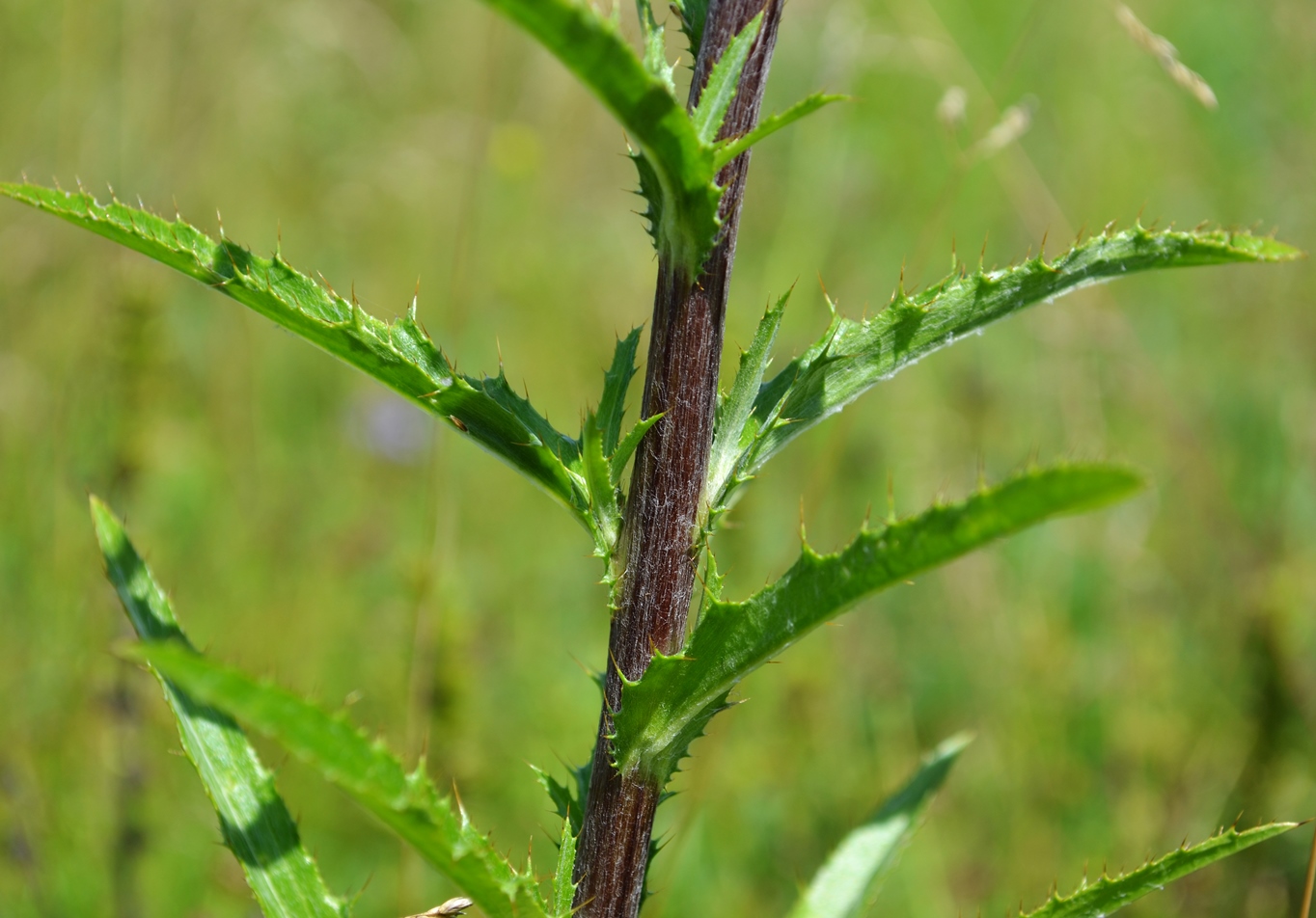 Image of Carlina biebersteinii specimen.