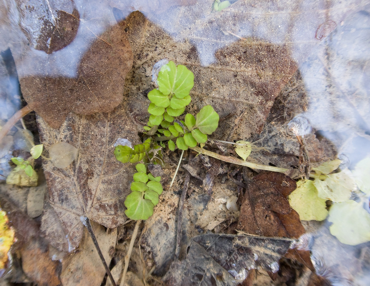 Изображение особи Cardamine tenera.